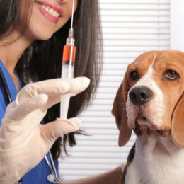 Животным Лобни можно сделать бесплатные прививки от бешенства