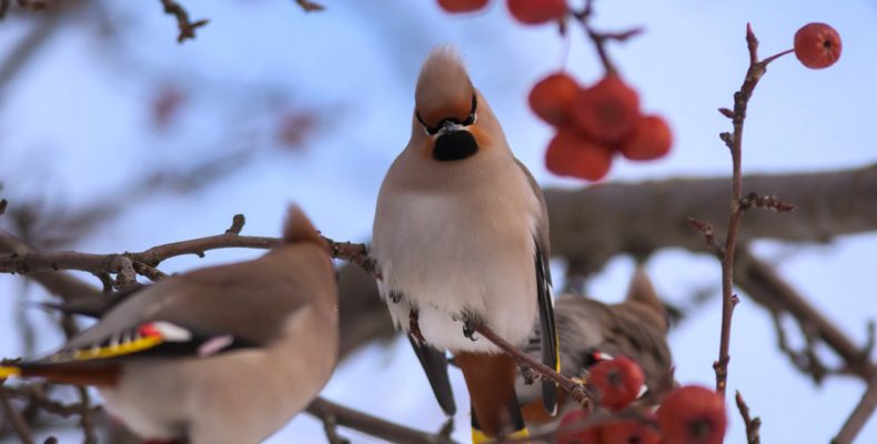 Орнитологи призывают не выкидывать пьяных птиц в урны