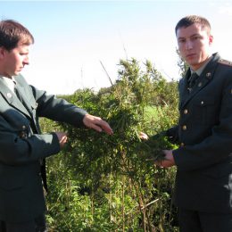 Есь чо?: В Леон пришли наркоконтроллеры