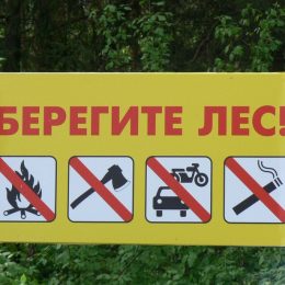 Лес у микрорайона Москвич благоустроят за 408 млн рублей