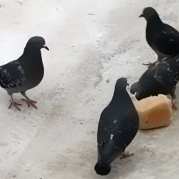 Lobnya’s Vibration