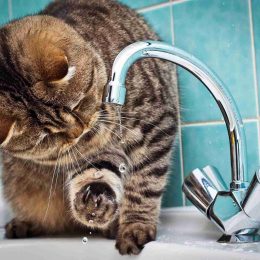 20 и 29 апреля в районах Лобни отключат воду из-за промывки труб