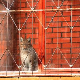Балконная рысь атаковала жителей Красной Поляны