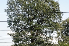 DSC08147