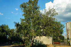 DSC08229