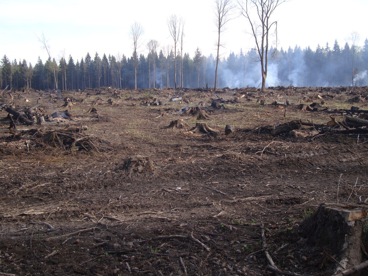 7 мая жители Лобни будут восстанавливать Шереметьевский лес