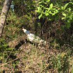 В лесу около Лобни был замечен белый павлин