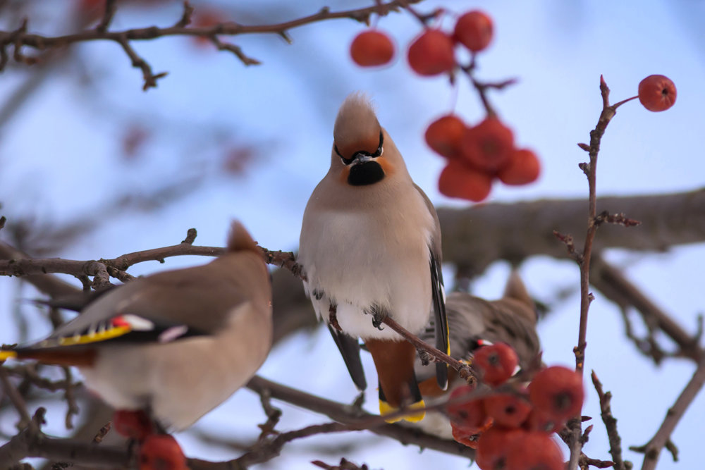 Орнитологи призывают не выкидывать пьяных птиц в урны