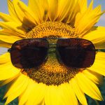 Необычное варенье из семян подсолнечника